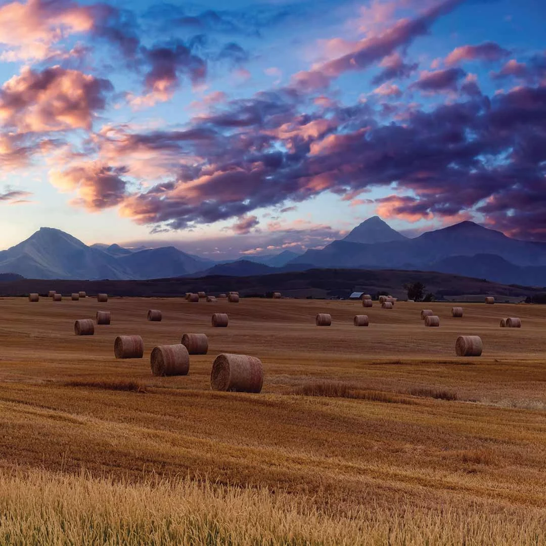 Ranch Life Hay & Mountains Wild Rag - Image 2