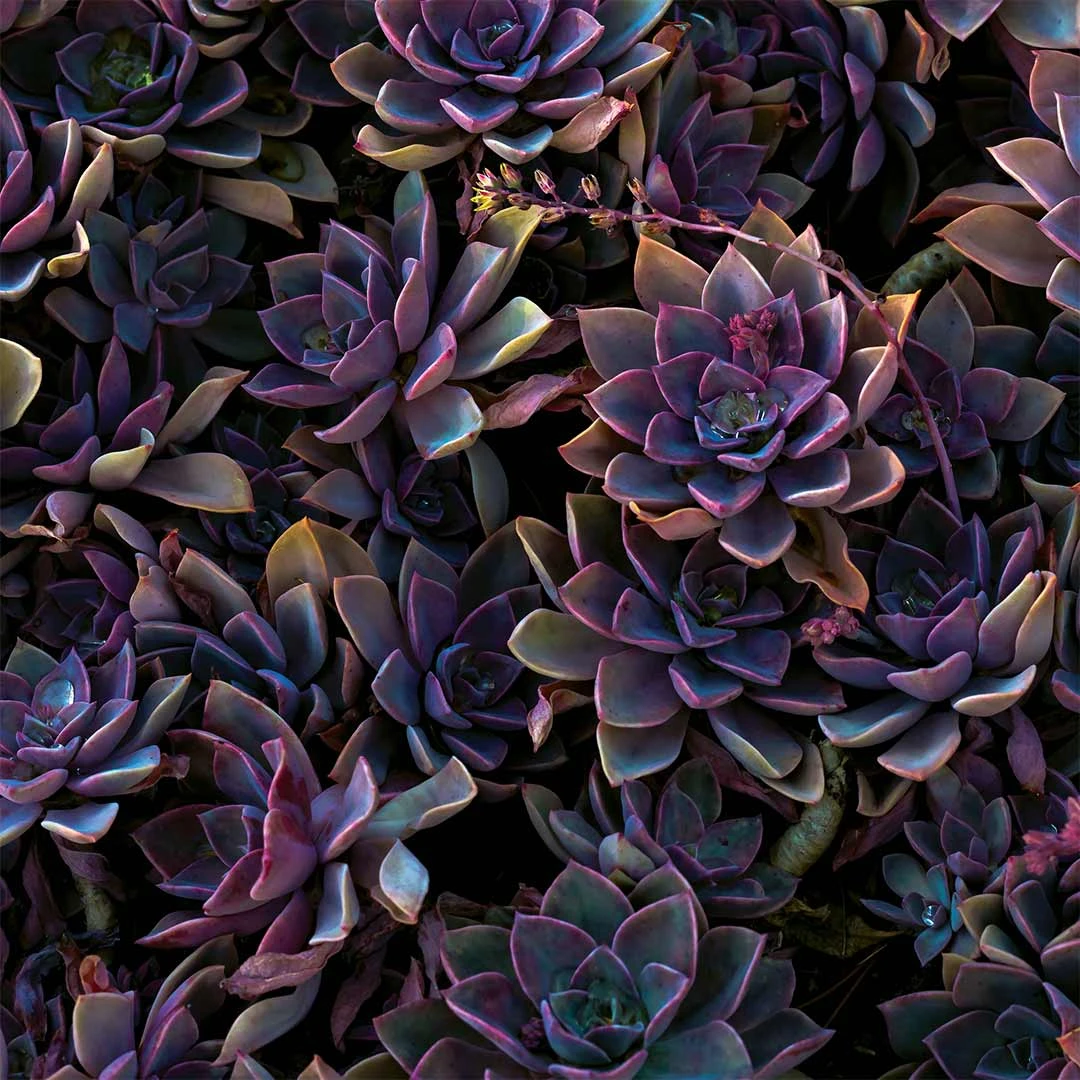 Ranch Life Desert Rose Wild Rag - Image 2